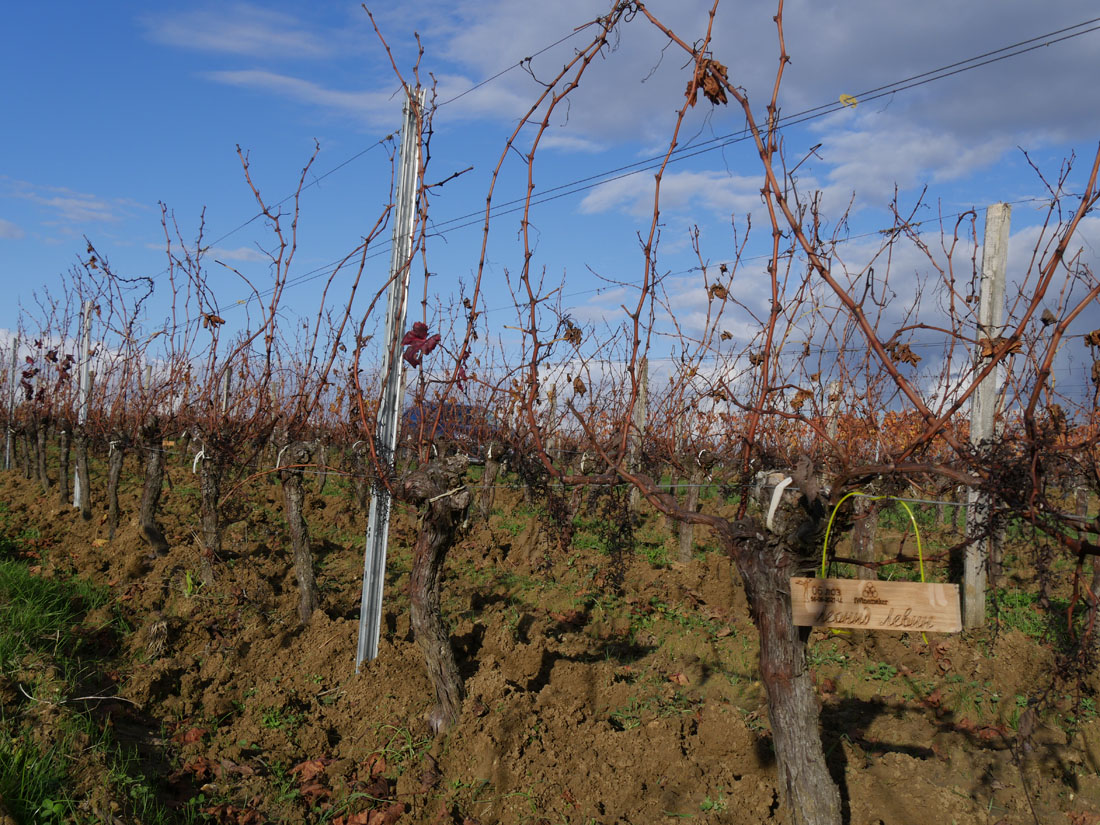 Виноградник на урожай